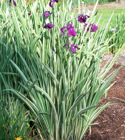 Japanese Iris Variegata